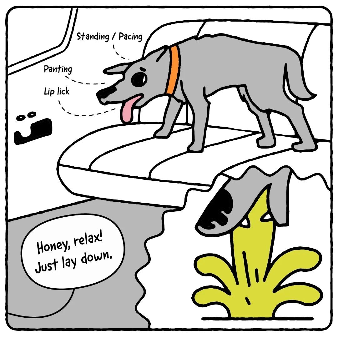 From Your Dog's POV, illustrated by @lesser_lore

Today's comic is all about 🤢🤢🤢 motion sickness.

If your dog is doing a lot of pacing, whining, and/or licking lips when they are traveling in the car, they might be experiencing motion sickness. M