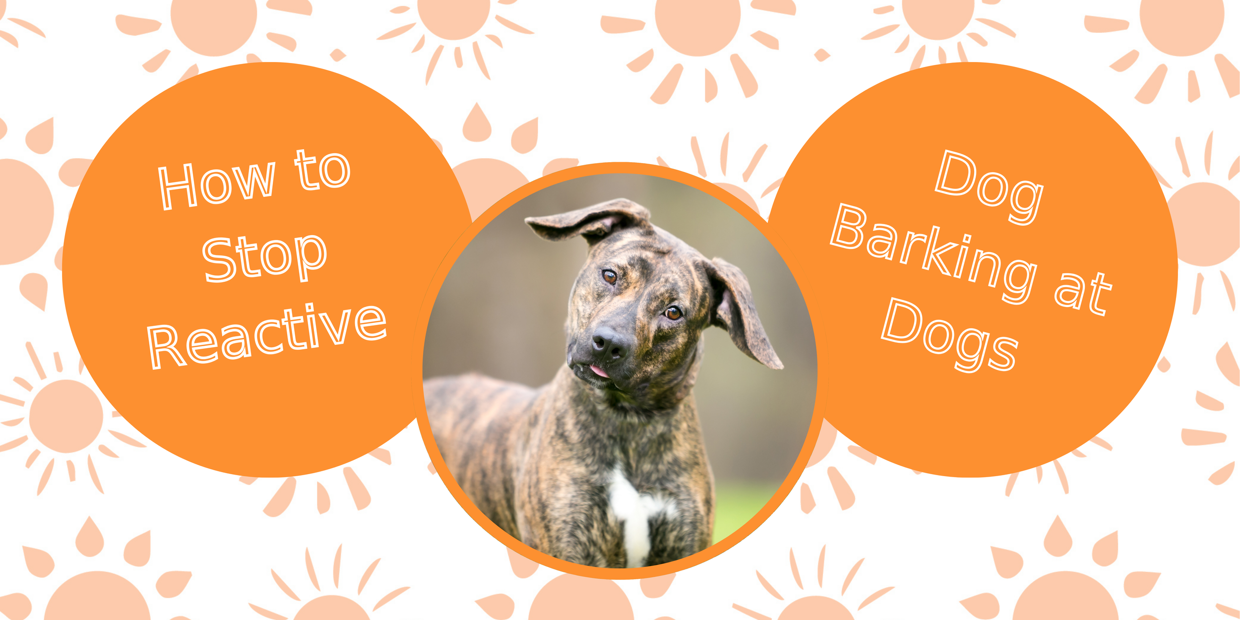 Stop Reactive Dog — Best Dog Training Blog For All Breeds Urban