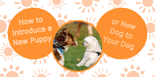 How to Introduce a New Puppy Dog to Your Dog - Urban Pawsibilities