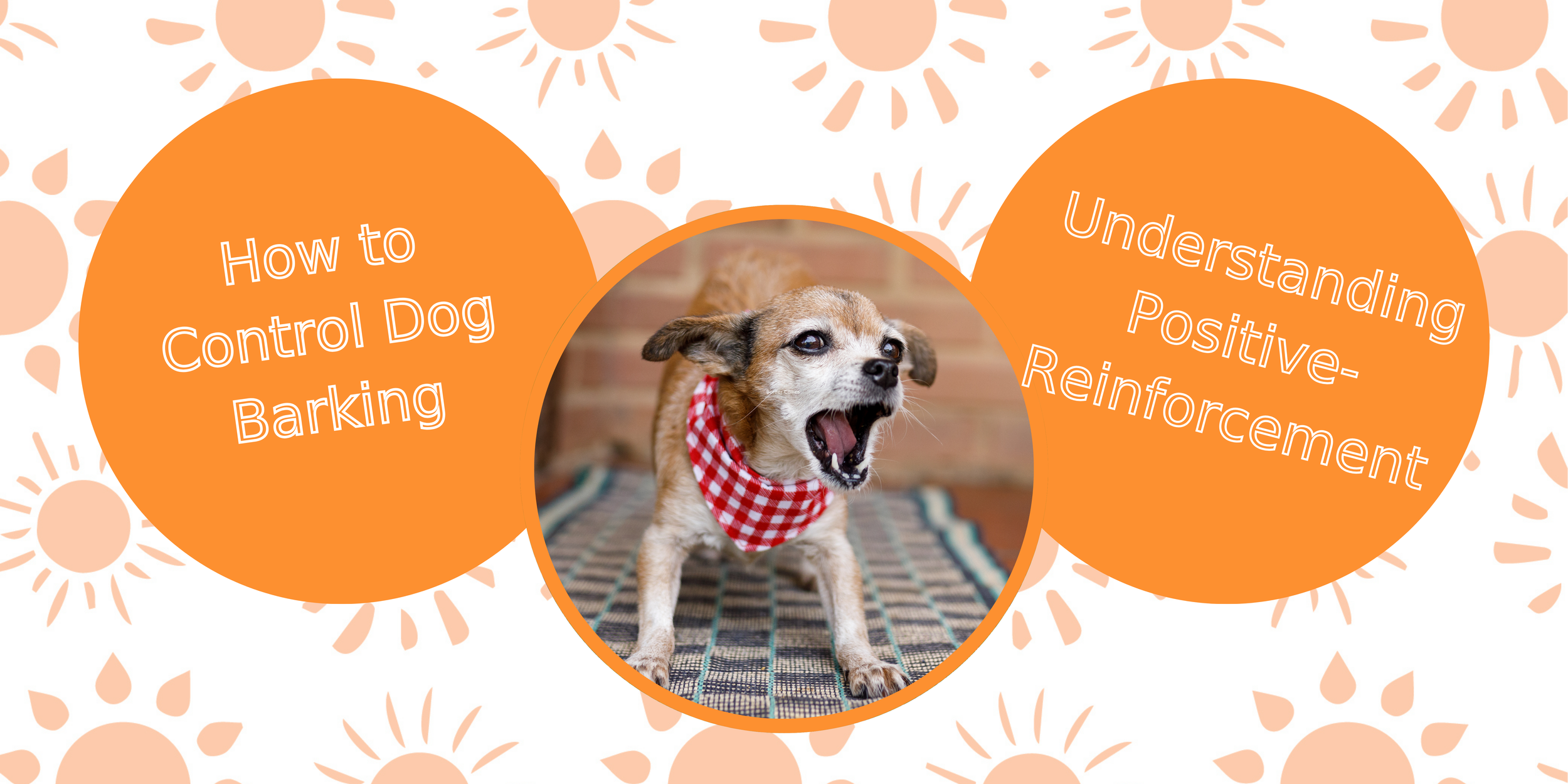 Positive Reinforcement How To Stop Dog From Barking Out Window