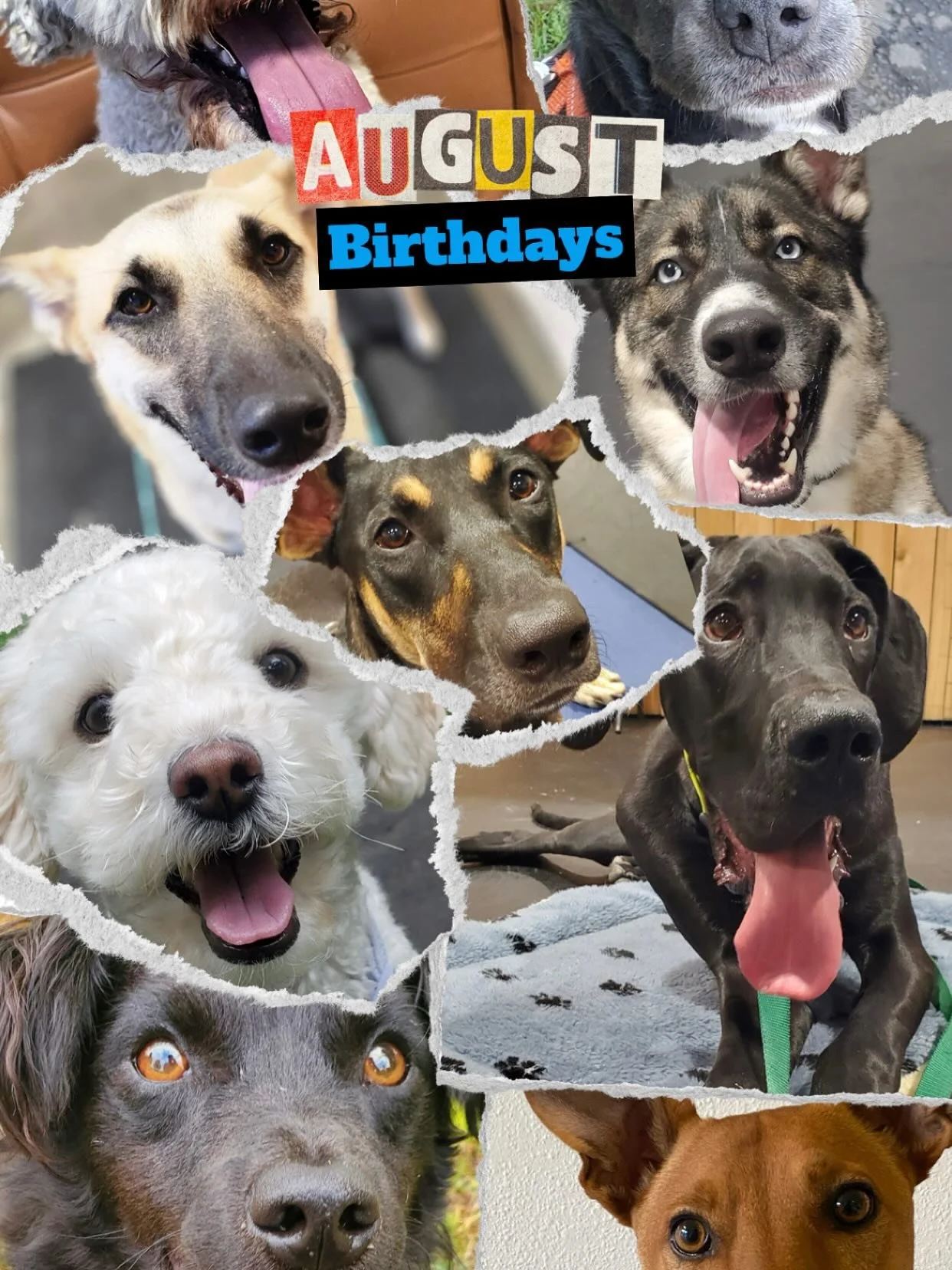 Help us wish these cuties a very Happy Birthday from all of us at Urban Pawsibilites!! 🐾🎂🎁 #dogs #schoolfordogs #dogtraining #birthday #puppyparty #dogbirthday #urbanpawsibilities #dogsofinstagram #dogtrainer #dogtreats #happydog