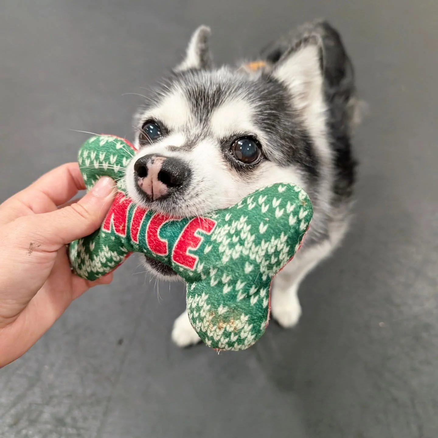 Some of the pupils at the school for dogs this month🎓

1. Loki learning how to take and hold objects. Very nice!

2. Dandy working on his loose leash walking at Ladd's Addition.

3. Rosie crushing middle at the food trucks on Powell.

4. Mulder lear