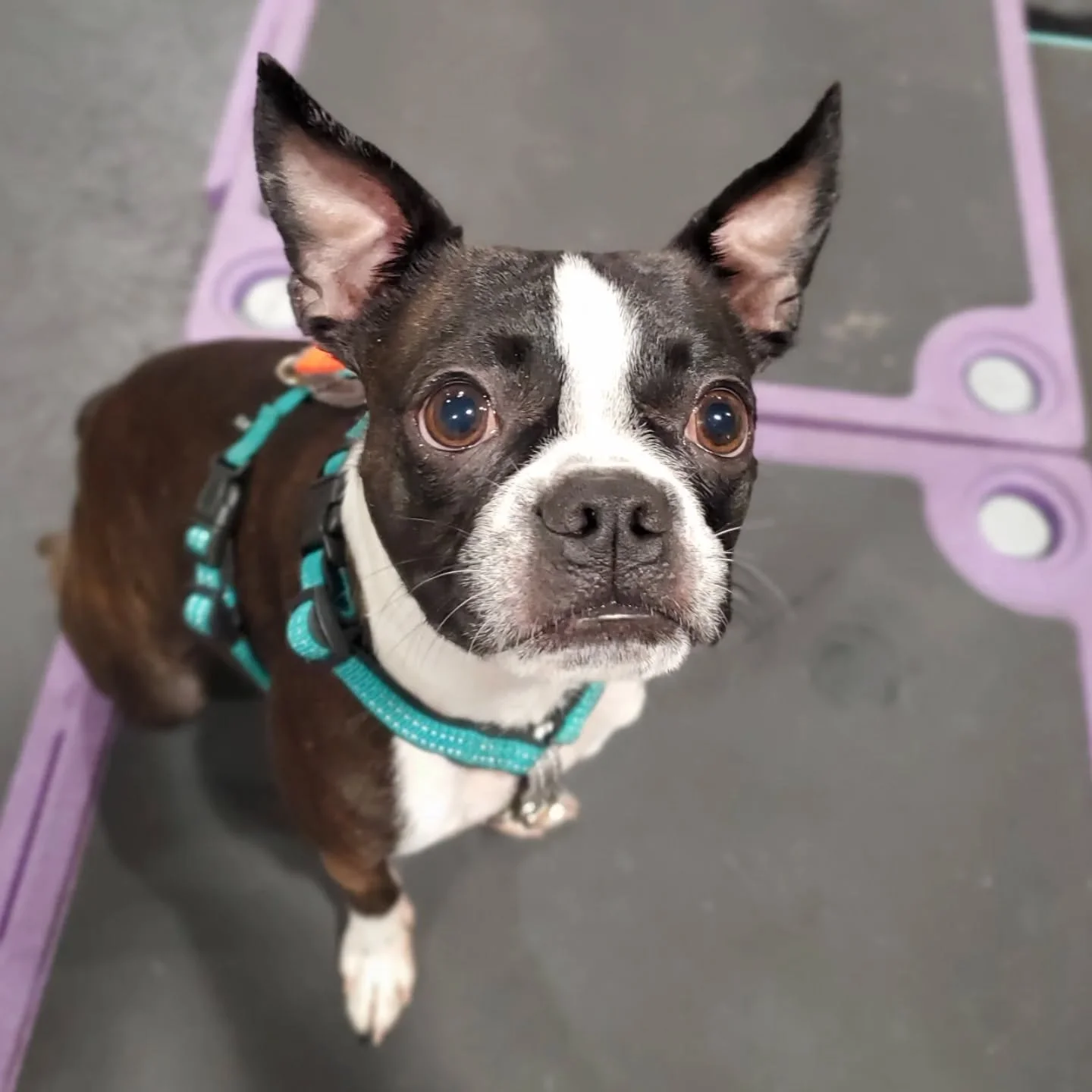 Are we professional dog trainers or are we professional pet photographers?😂🐕📸

We love having your dogs at school! Please note: we are full for the rest of November for all daytraining services. You are still welcome to join the wait list! Spots d