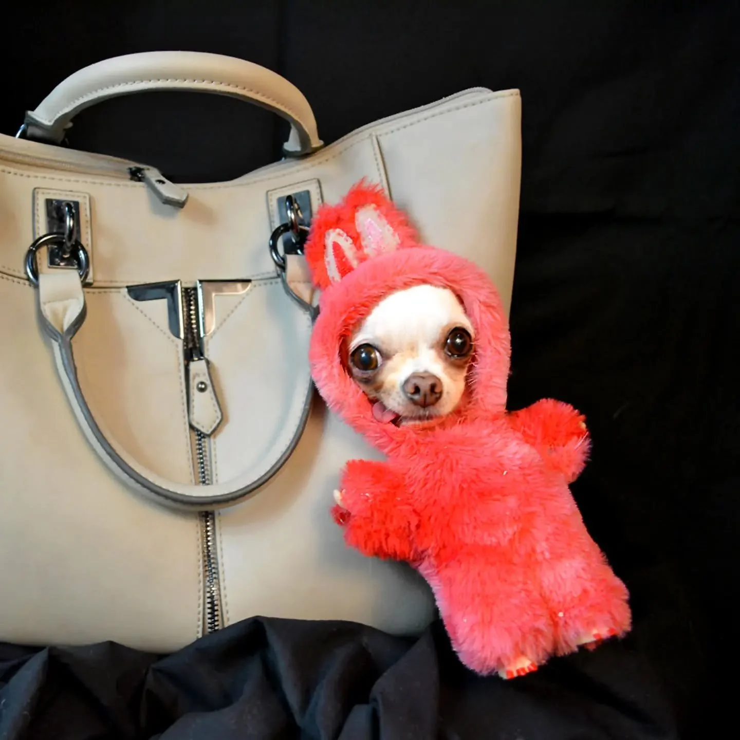 An honorable mention for our Halloween Costume Contest goes out to @doggypunks with their pup dressed up as a Labubu. Though it was submitted after the deadline, it still deserves a big round of applause for creativity 😂👏🏻