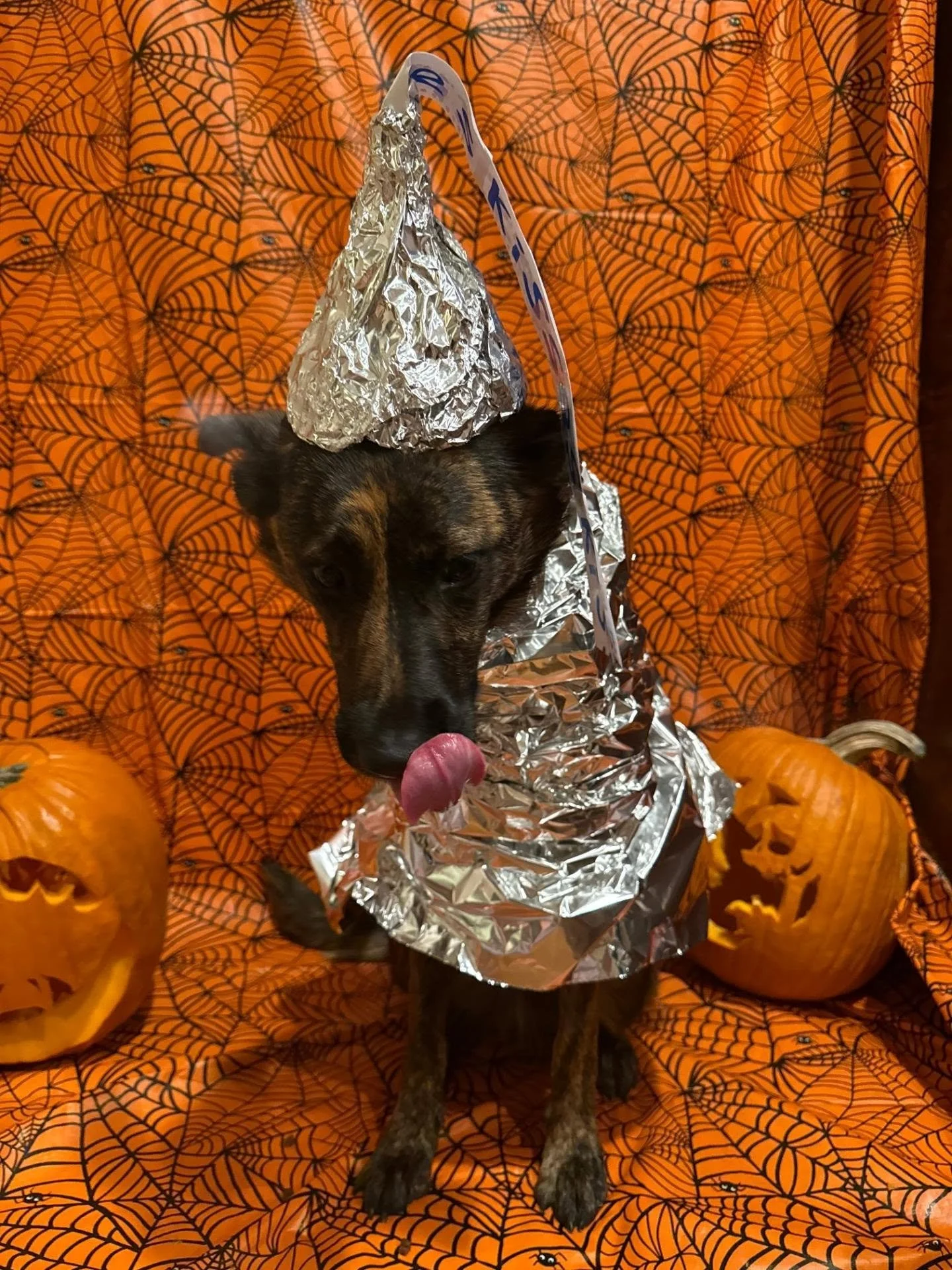Congratulations to our Halloween Contest Winners🎃

🥇 Winner of a free half day and a goodie bag:
Seven as a Hershey's Kiss @caylabeyyl

🥈 Winner of a $50 in-store credit and goodie bag:
Javier as a hot dog eating a pizza @lauraandrea

🥉Winner of 