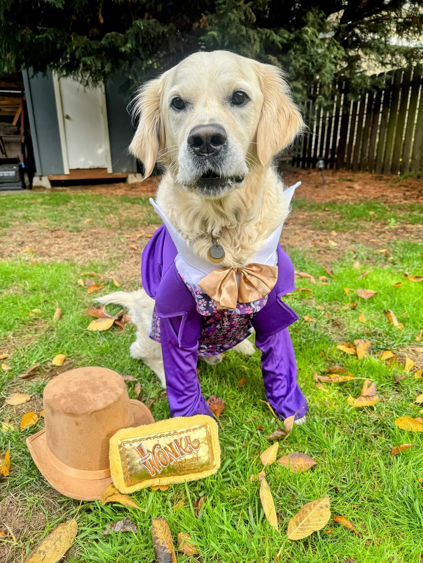 Come with me and you will be&hellip; in a world of fetch-ination. The photo with the most likes wins🏆

It&rsquo;s not too late to enter! Use the link in the bio to submit your dog&rsquo;s costume for a chance to win.

Like a post to vote for your fa