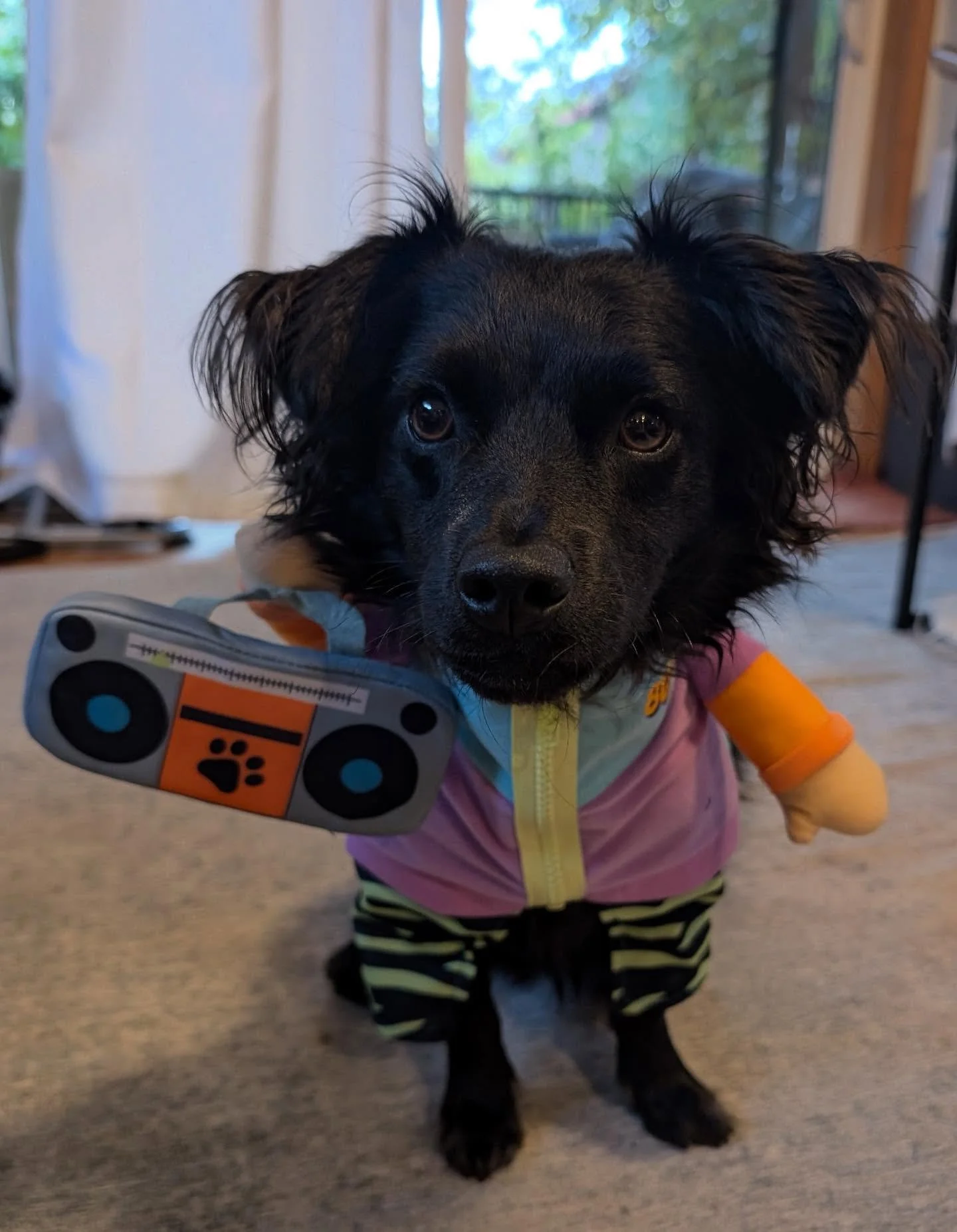 Can't touch this! Otto is the Su-paw-star of the show🌟

The photo with the most likes wins🏆

It&rsquo;s the last day to enter! Use the link in the bio to submit your dog&rsquo;s costume for a chance to win.

Like a post to vote for your favorite co