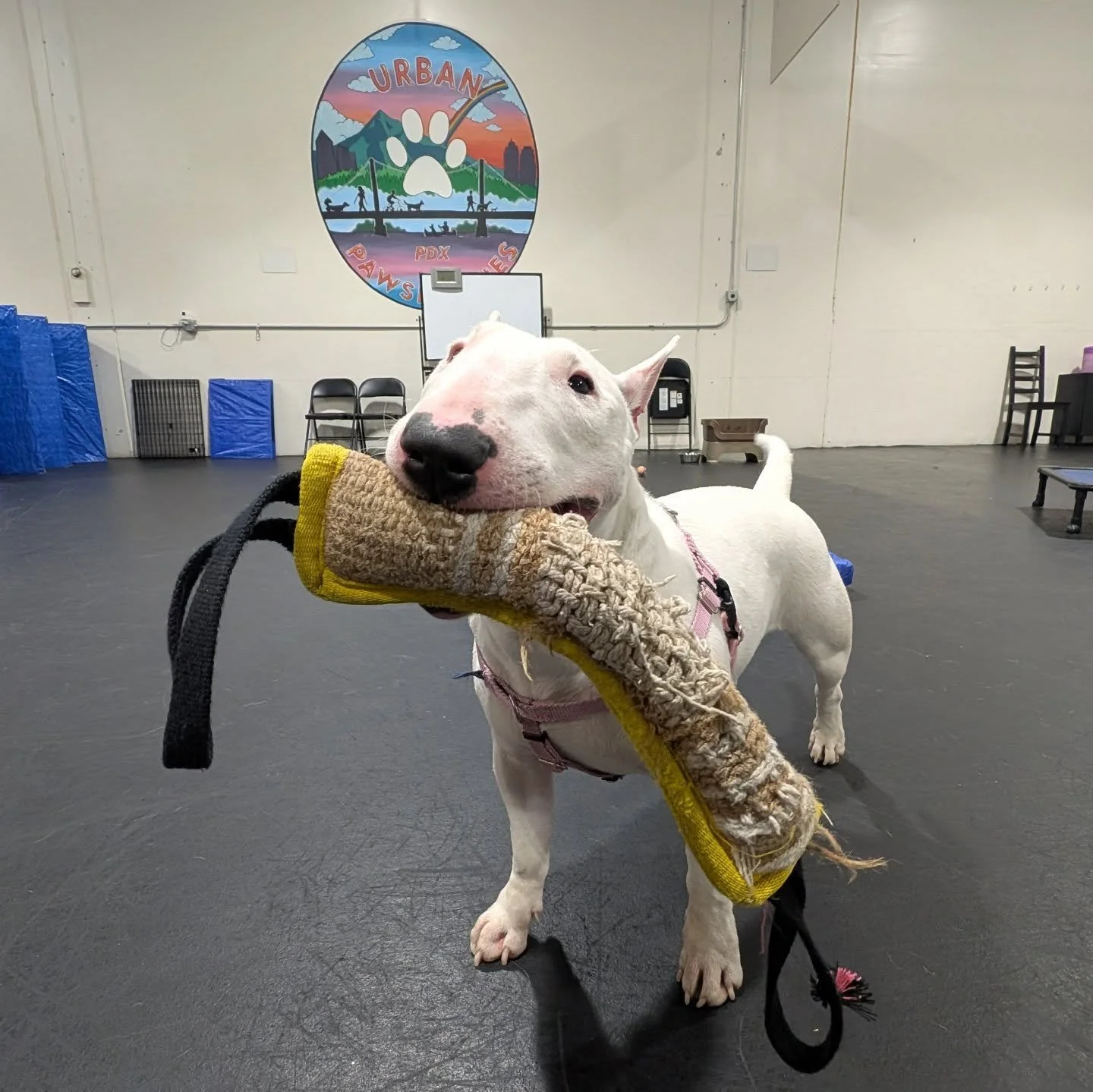Gemma is bringing you this toy to remind you that we are CLOSED this Thursday to Sunday!

If you haven't already, make sure to subscribe to our newsletter (🔗 in bio). Our biggest ✨ S a l e ✨ of the year runs from Friday to Sunday. This deal is only 