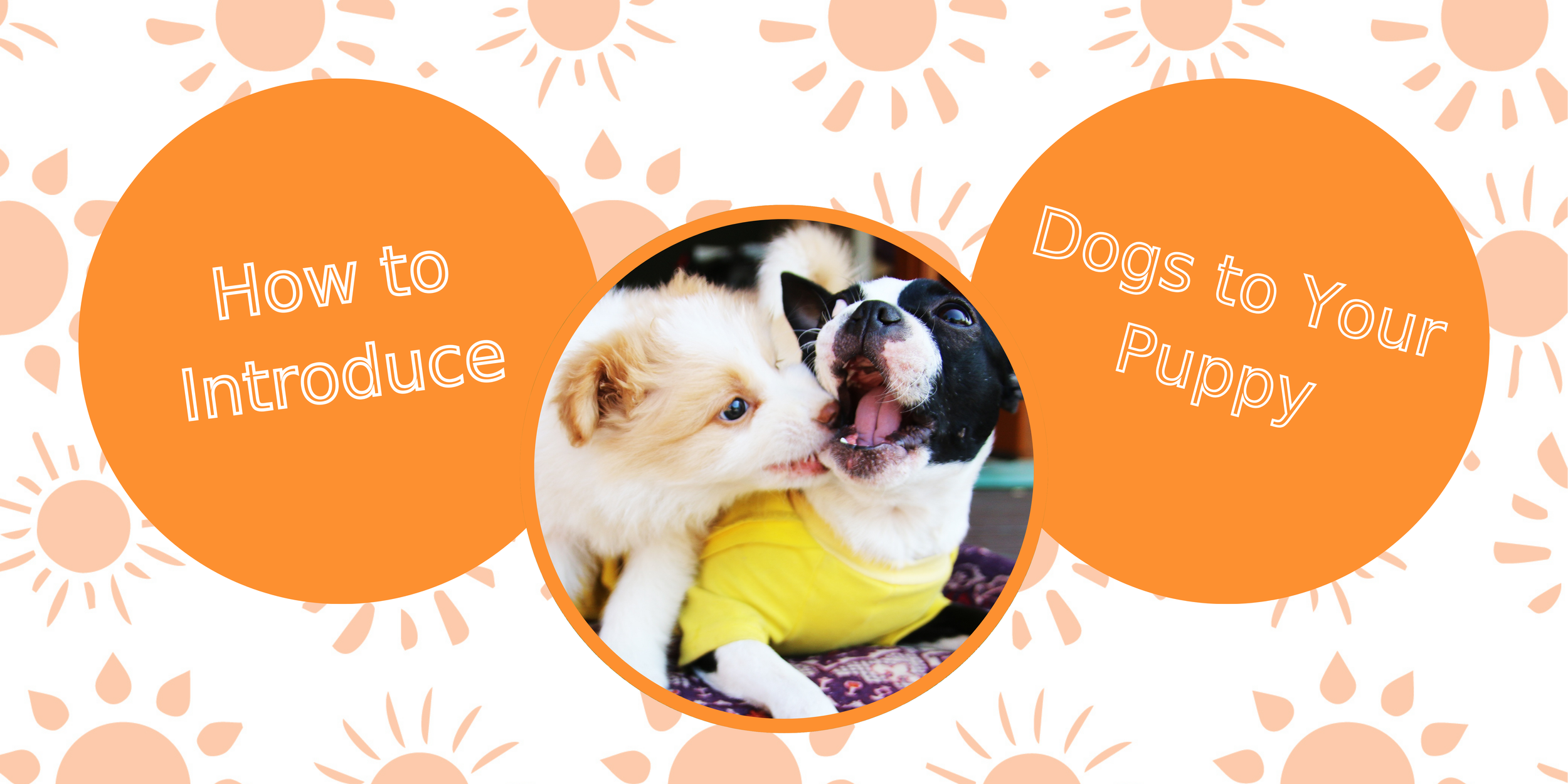 How to Introduce Dogs to Your Puppy
