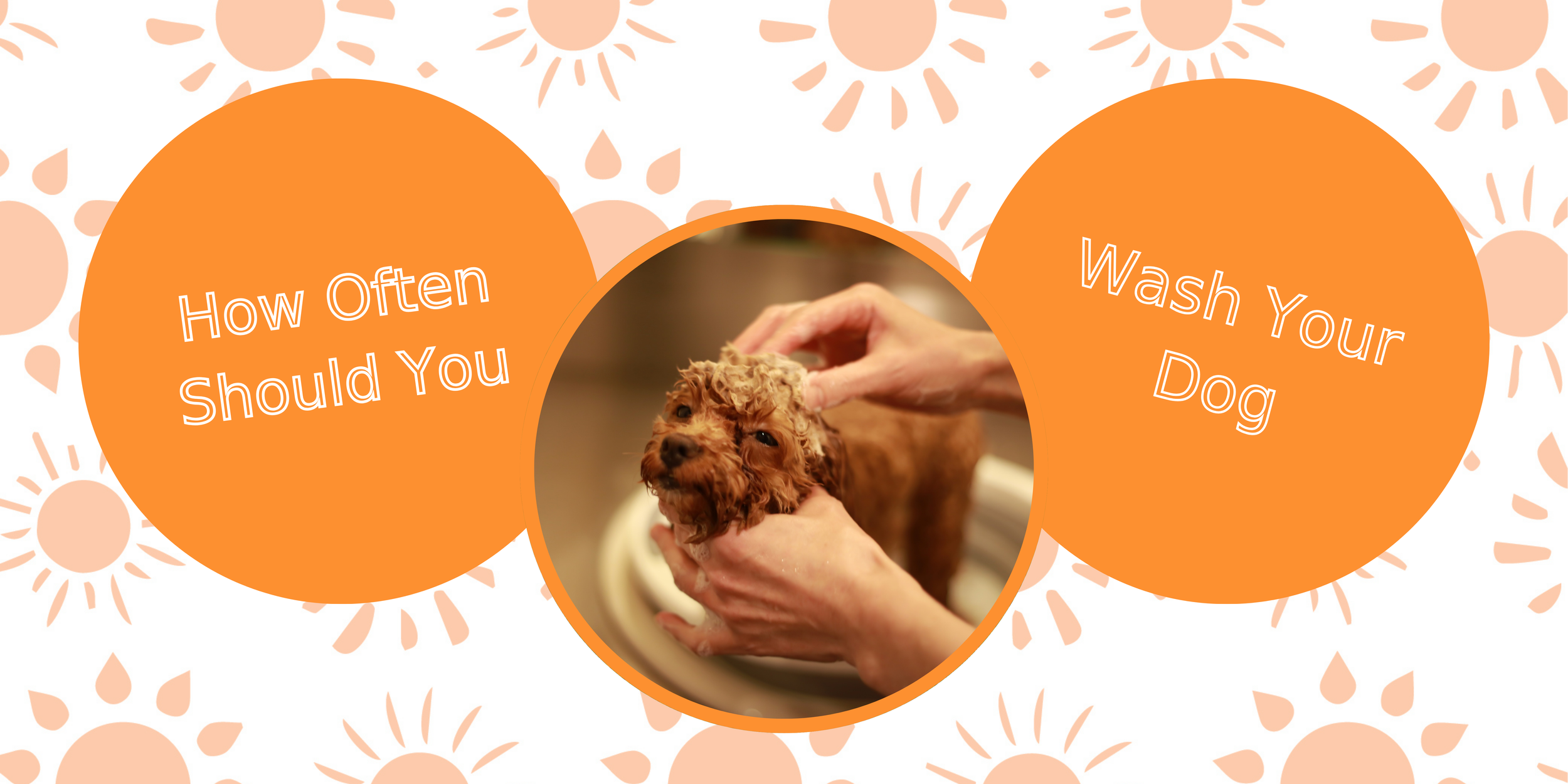 How Often Should You Wash Your Dog