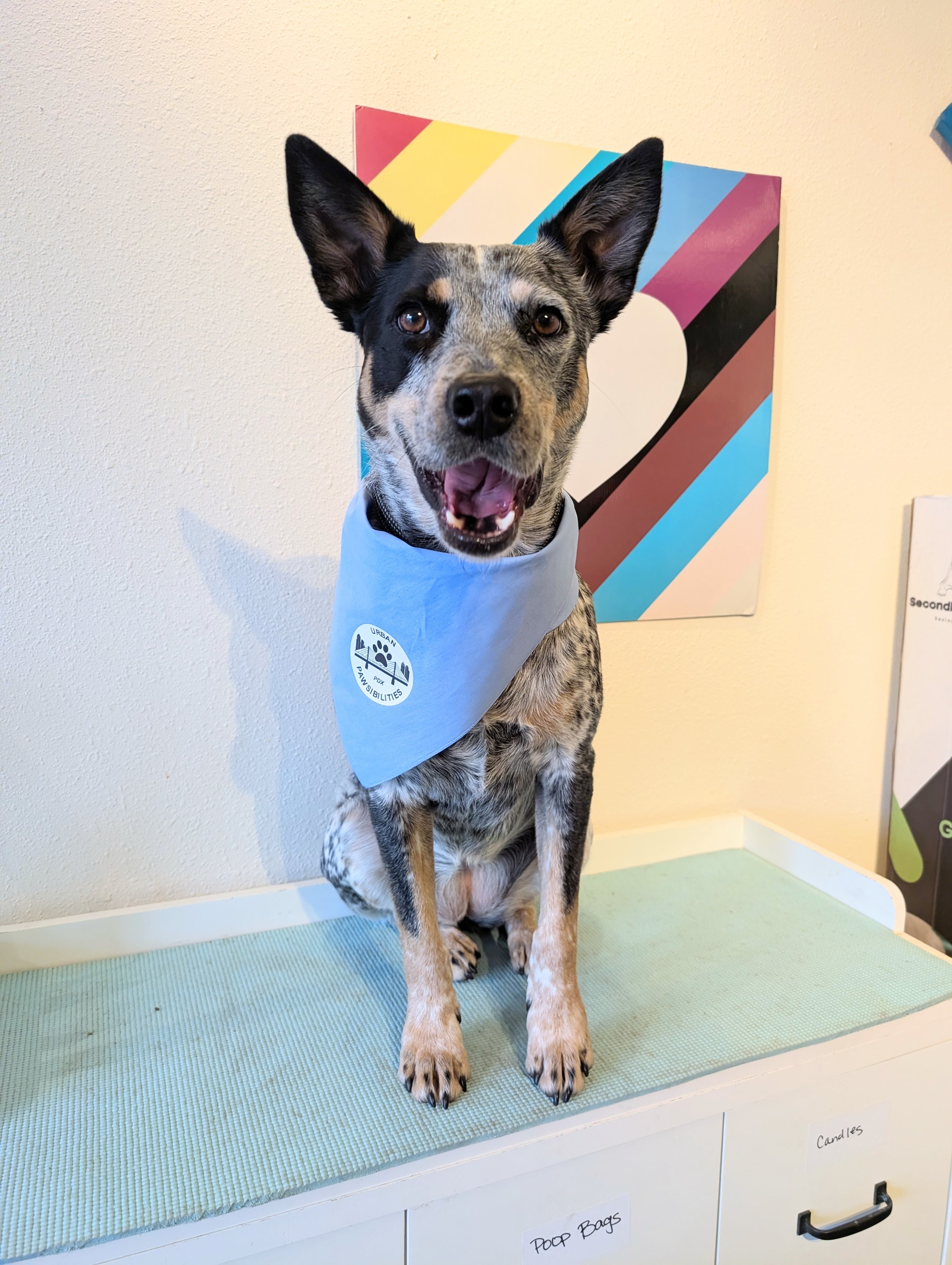 Introducing the Pup Scouts