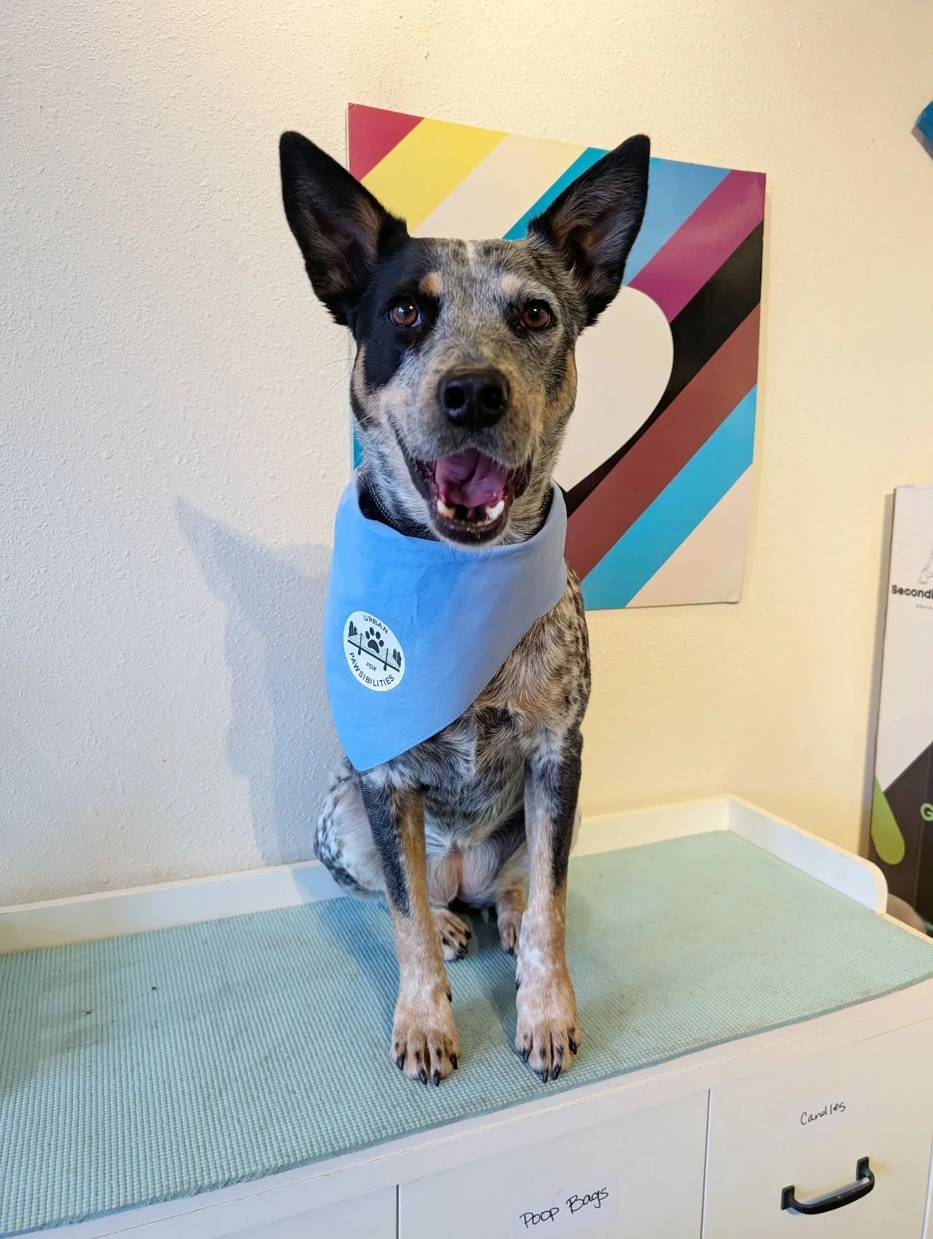 Rooney wants YOU to join the Pup Scouts🐾

We are so excited to launch our new Pup Scouts program! We were brainstorming ways folks could celebrate their dog's training journey at Urban Pawsibilities, and the Pup Scouts was born. You can join the pro
