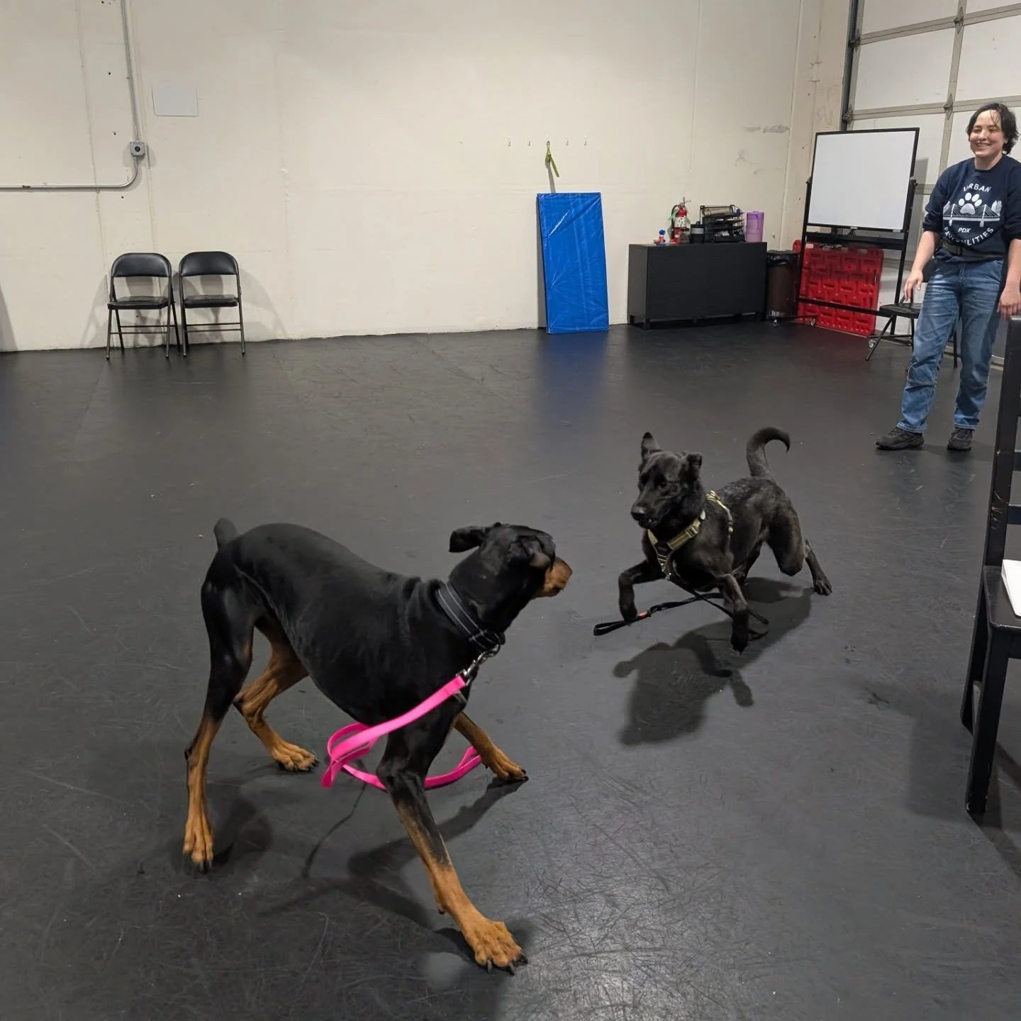 Meet Dolc&eacute;. 🐾

Dolc&eacute; came to us at 5 years old, newly adopted by our Admin Assistant Mila, after spending his early life on a farm &mdash; far from the sights, sounds, and stimulation of city living. When he moved in with Mila, that un