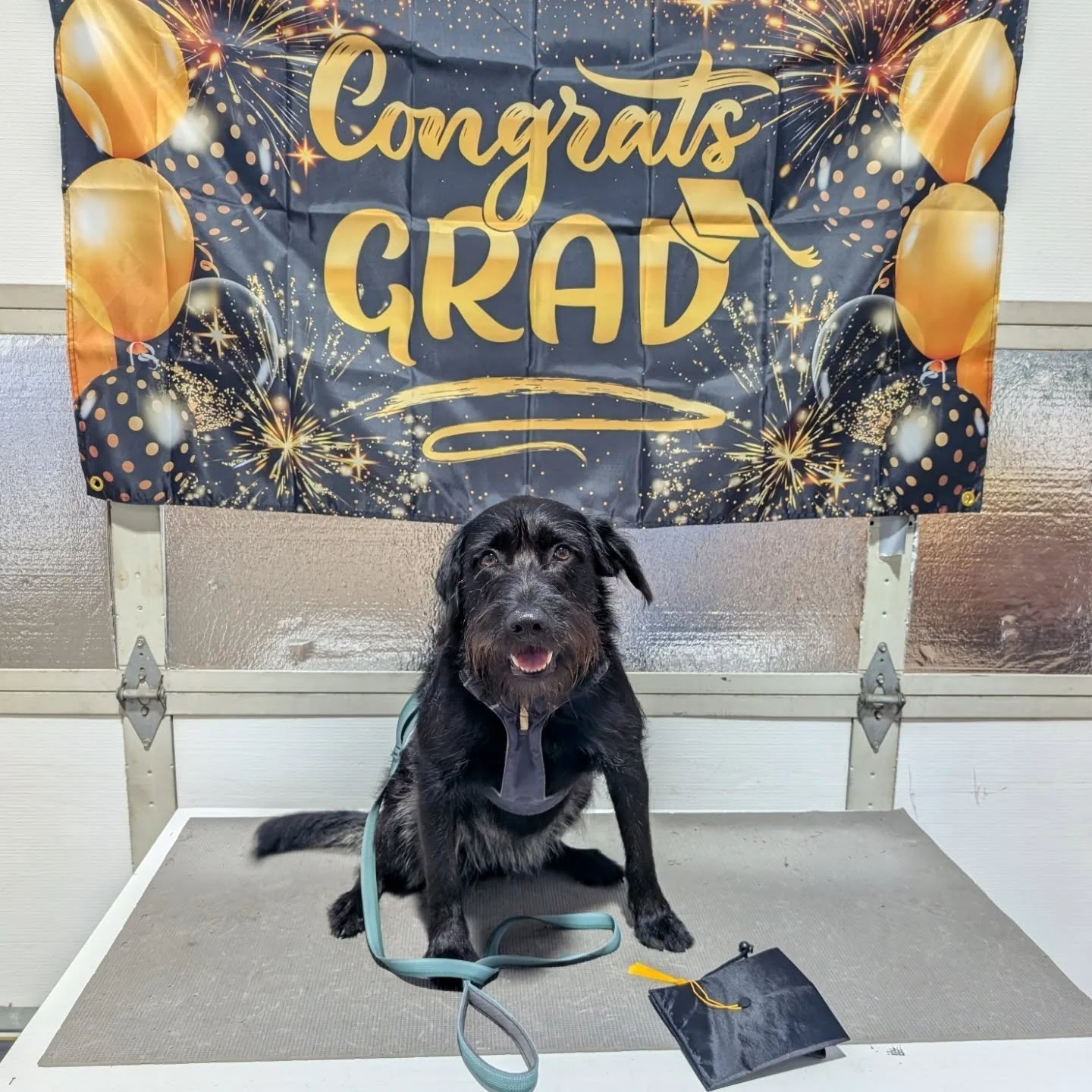 It's graduation season🥳🎓

Congratulations to all of our recent graduates! Featured here are the lovely teams from our last Walkin' Dog class. Classes are running all summer long! If you want to join the fun, follow the 🔗 in our bio to get enrolled