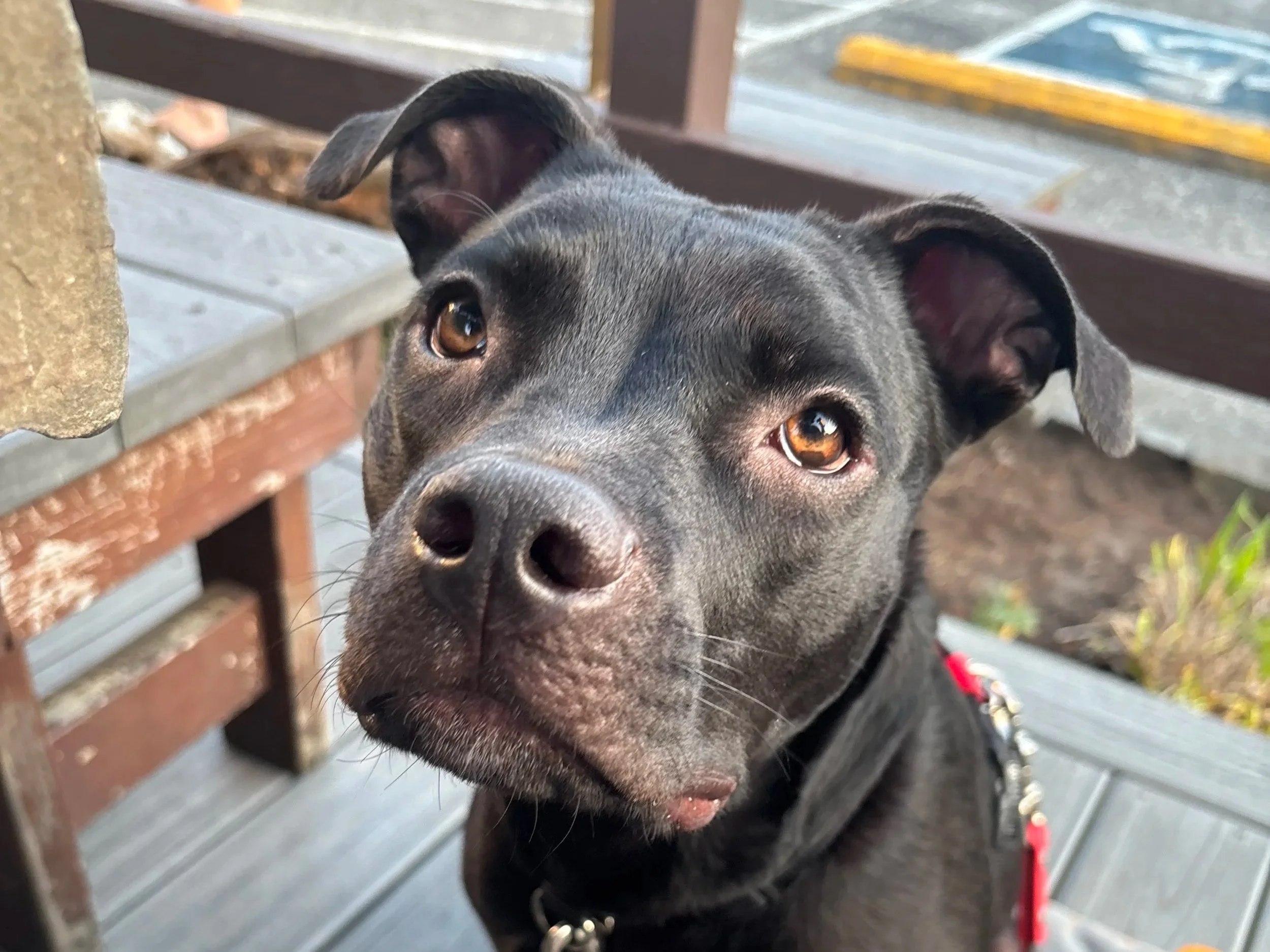 Urban Pawsibilities