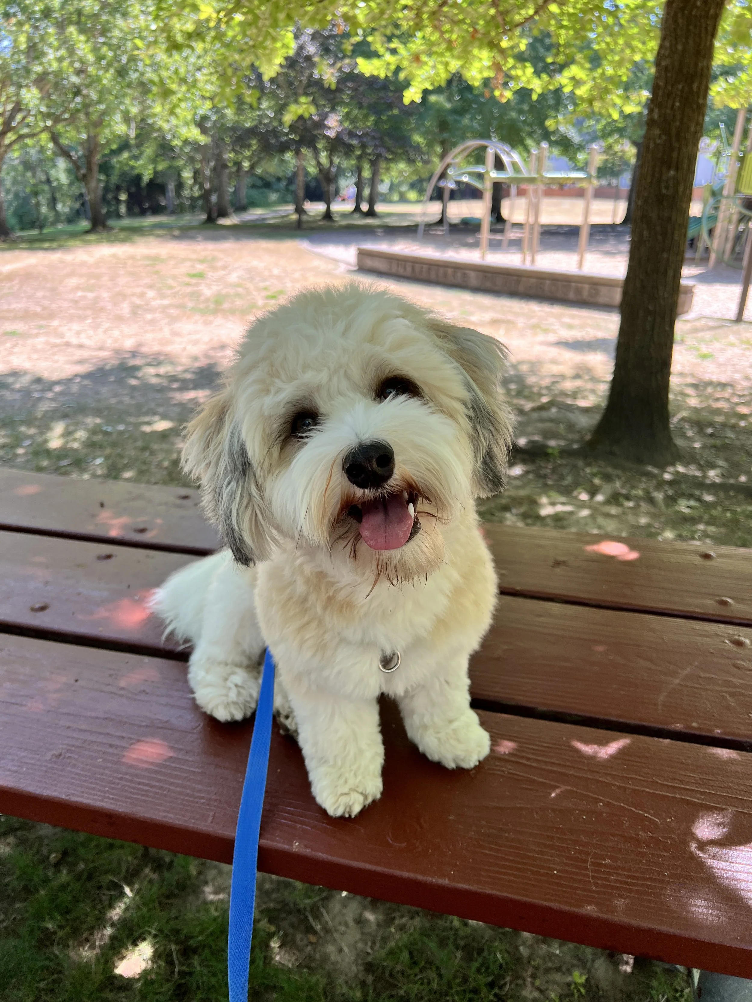 Urban Pawsibilities