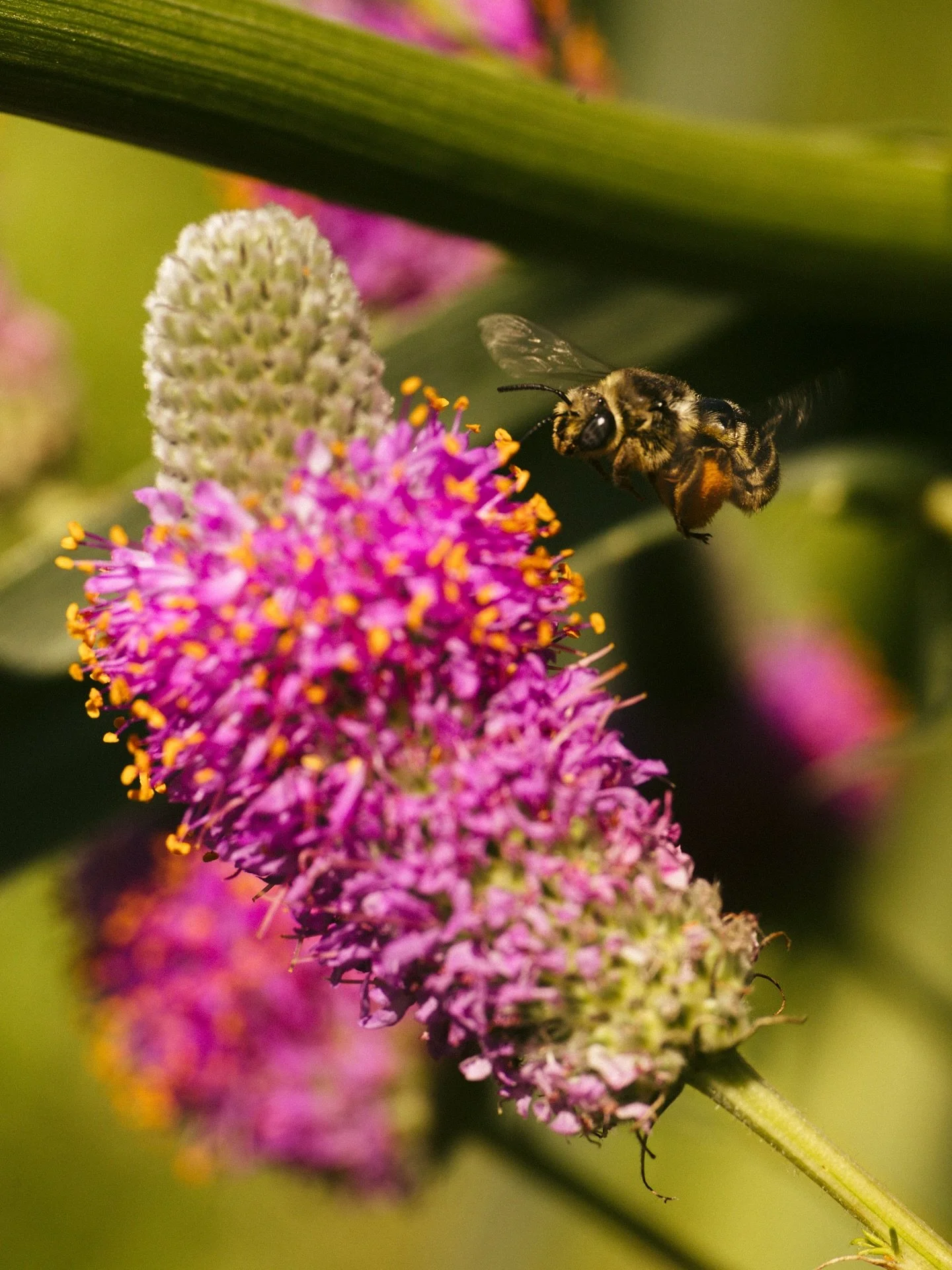 Some days I like to imagine what it would be like buzzing around collecting pollen fully immersed in nature.

It feels like a lot of us need to be reminded that we are also a part of the ecosystem. We aren&rsquo;t above it. Whatever we do to other hu