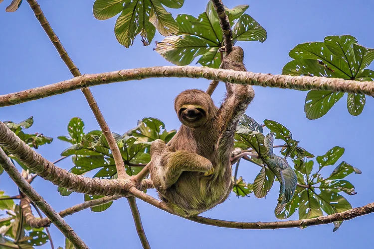 Wildlife in the reserve