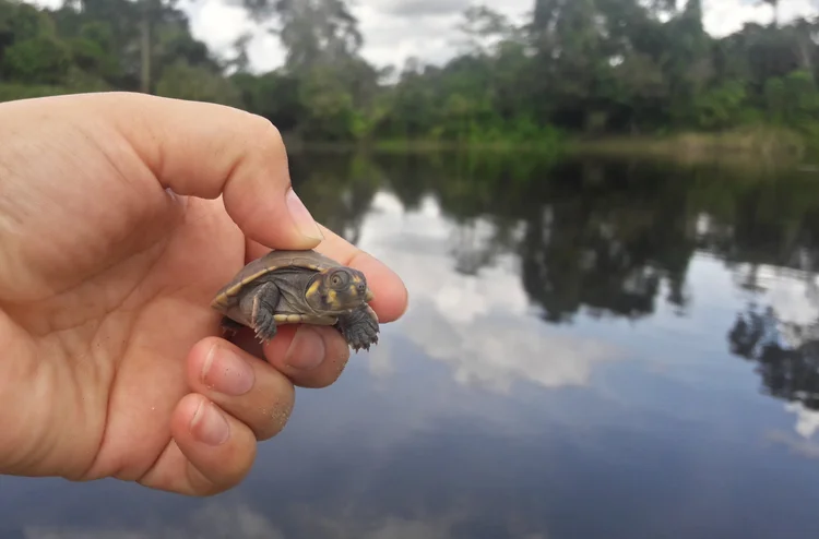 River turtle release, a conservation activity