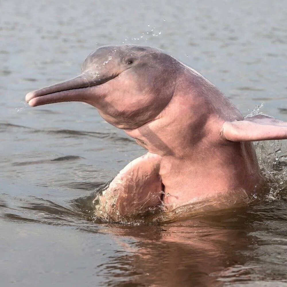 Pink river dolphin in the Pacaya Samiria National Reserve
