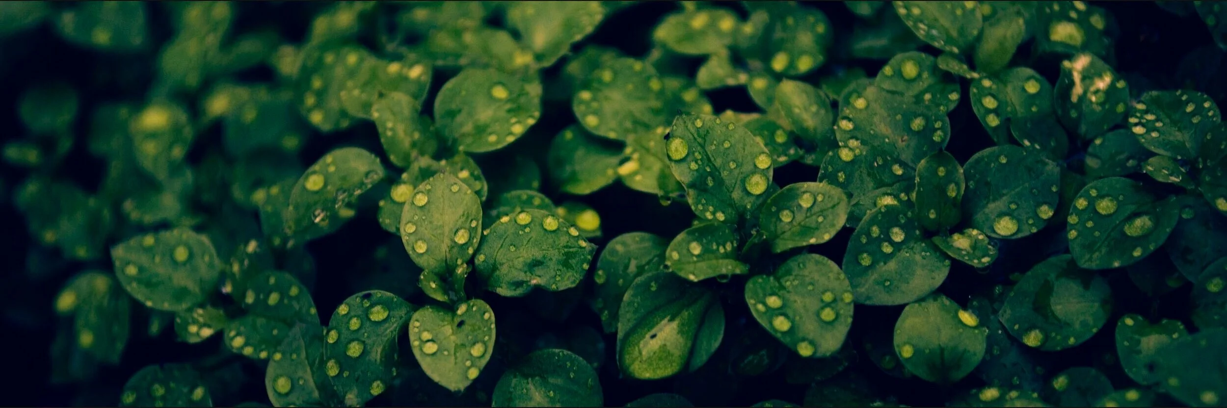 plants-water-drops-macro-wide+copia.jpg