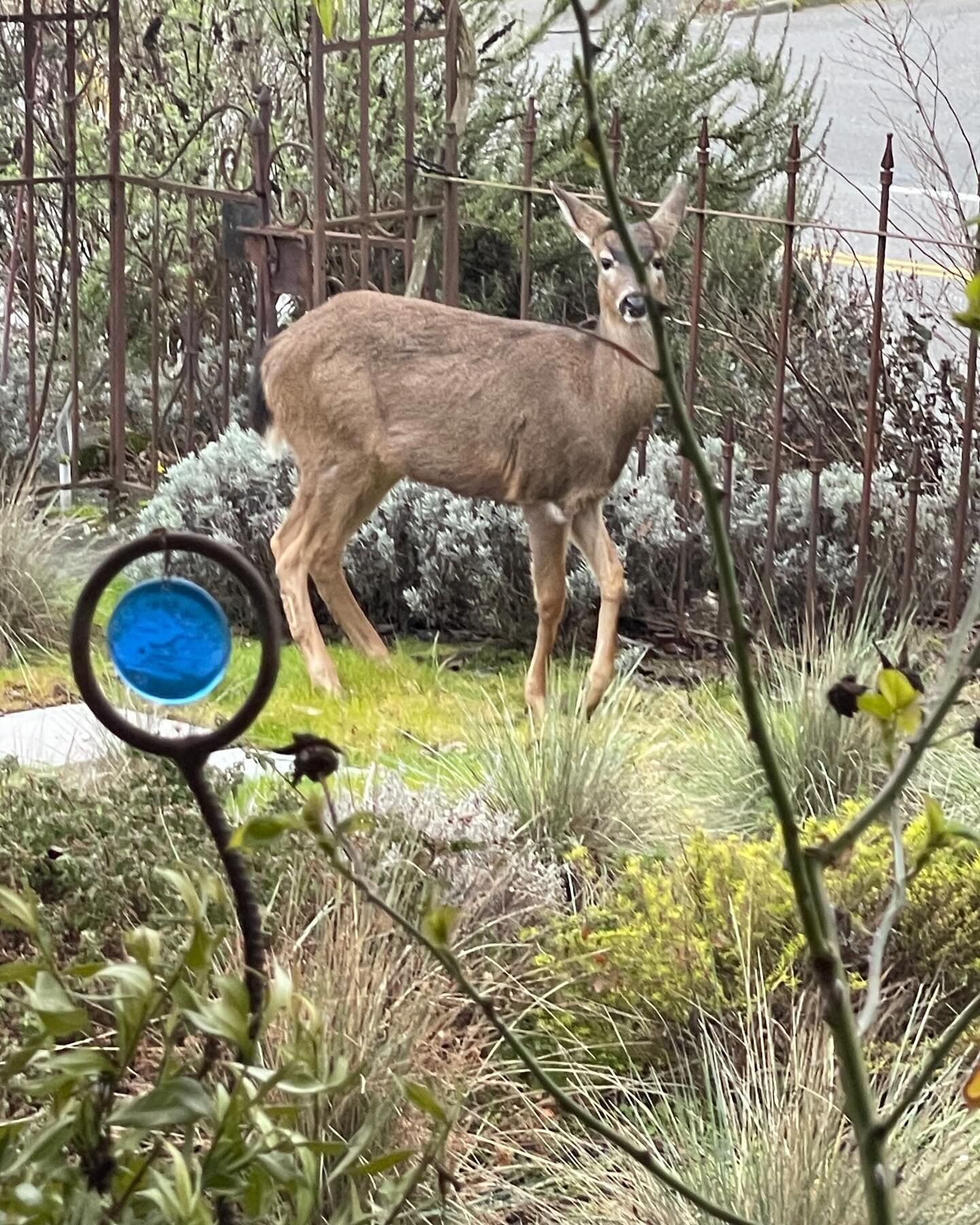 You know I can still see you, right? 🦌🌿#deerinthegarden #deerresistantgardening #notthepartyhouse