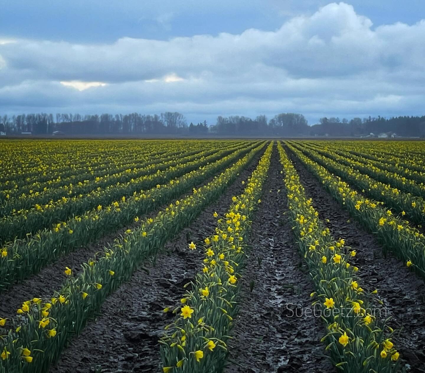 What happens when you take a back road in search of spring💛 #skagitvalkey #daffodils #takeabackroad