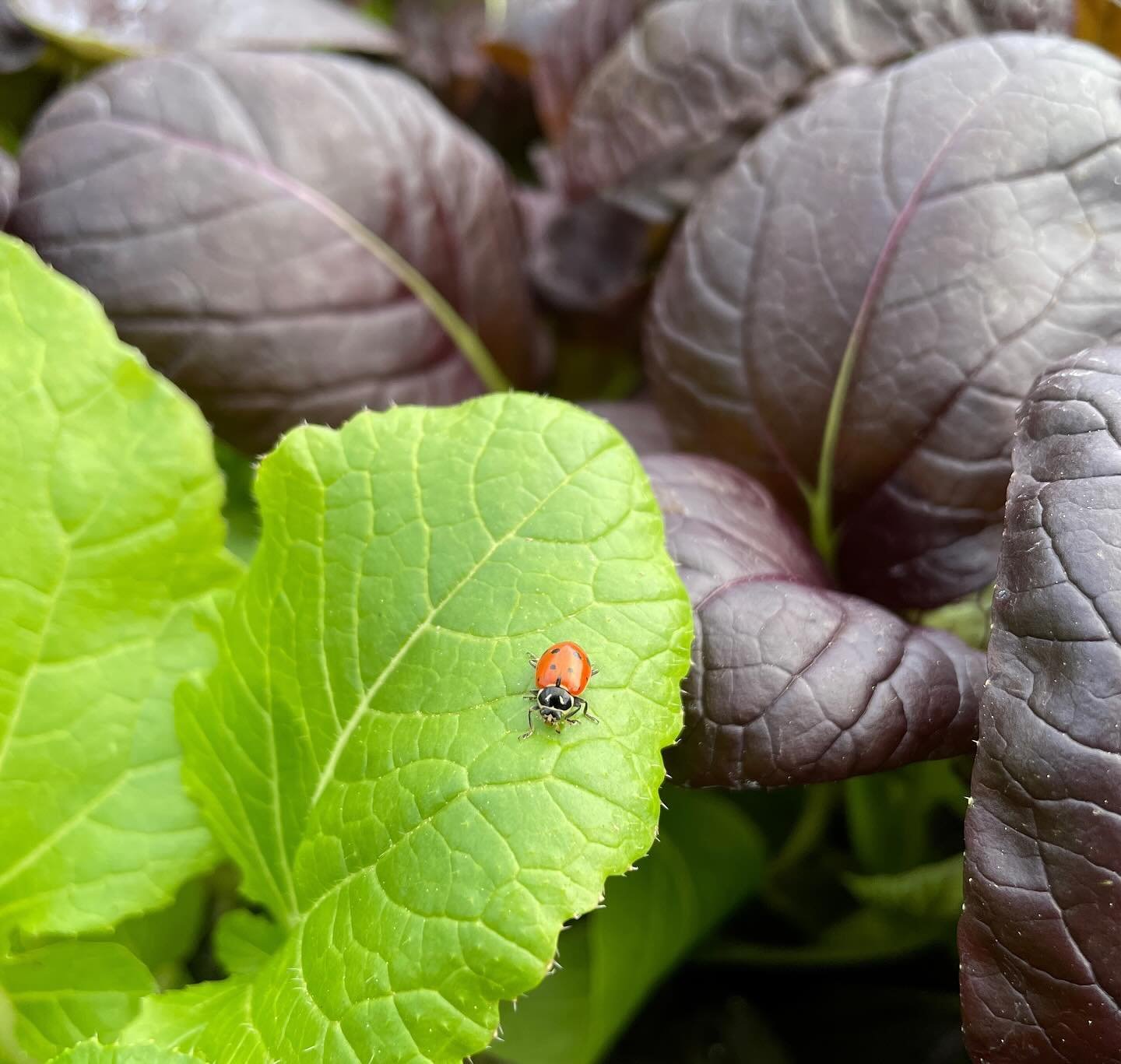 Oh hello lovely ❤️

#Ladybeetle
#signsofspring
#gardening
#aphideater
#simplethingsmakemehappy