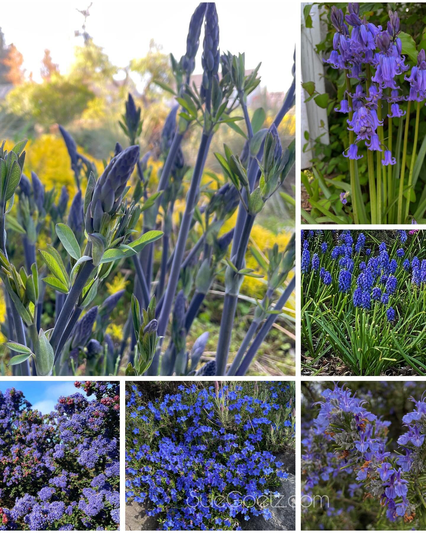 Today&rsquo;s color capture on my morning walk. The Anthocyanins are the Flavonoids of the day💙

Baptisia 
Bluebells (Hyacinthoides)
Grape Hyacinths (Muscari) 
Rosemary
Lithodora
California  Lilac- Ceanothus,  Dark Star
#colorstudy
#gardencolor 
#hu