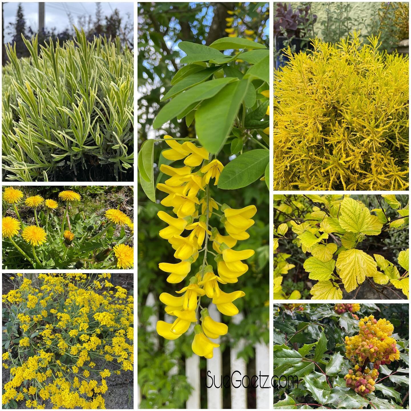 Morning walk -on the color wheel - Yellow! 
Mostly the yellow pigments of flavonoids (Flavone &amp; Flavonol)  showing up- and the dandelion gets most if its color from Lutein💛 - in case you were curious-😄 I do love a little nerdy plant pigment tal
