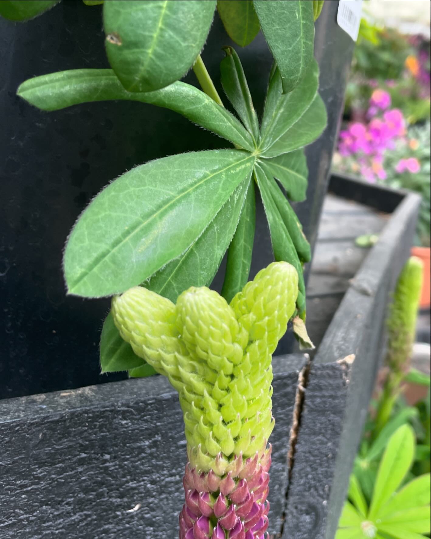 You do you, boo.
Spotted this Lupine at a garden store deciding to do its own thing. 
Fasciation with some dazzling Fibonacci 😂

Fasciation is a genetic mutation in plants- 

Fibonacci - a sequence of numbers- pattern where the next number in the se