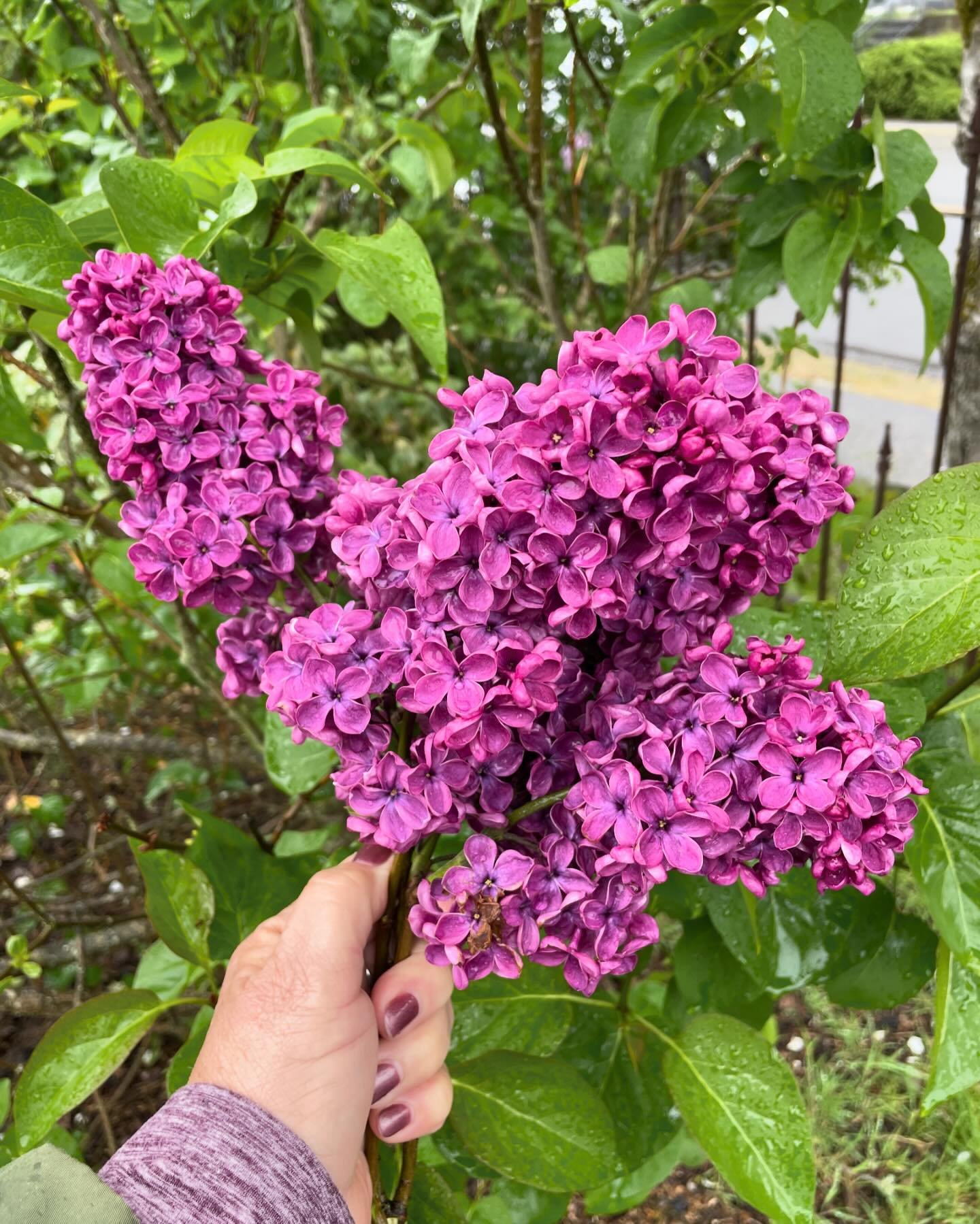 Being selfish today, after a rainy morning walk, I decided not to let the rain have these. Today they are mine  in the house. The warmth inside gently releasing their incredible fragrance. 

#lilacs
#naturesaromatherapy
#rainydaywalk 
#rainydaygarden