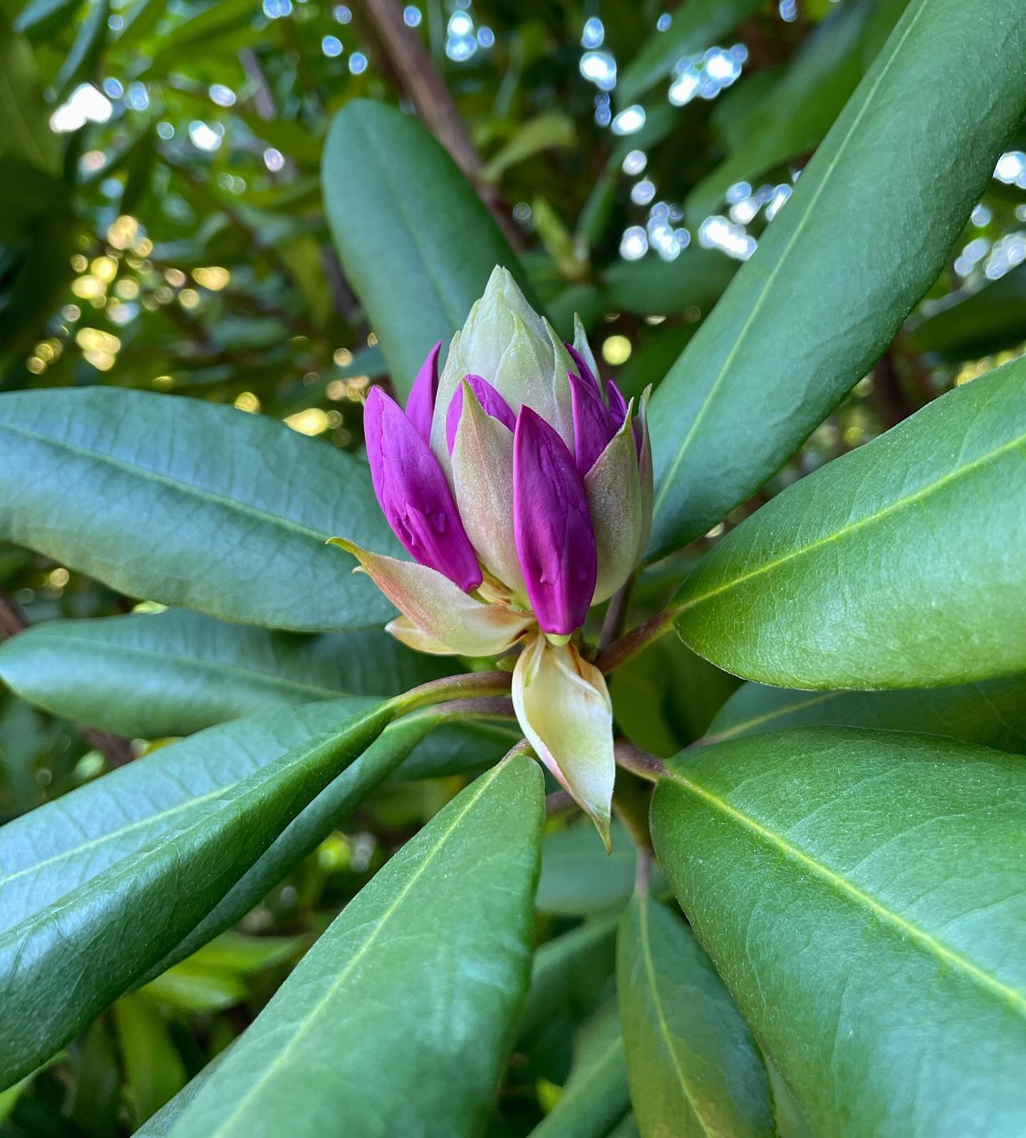 Sometimes the bud is prettier than the flower. Just sayin&rsquo; #rhododendron #gardencolor #springbloom