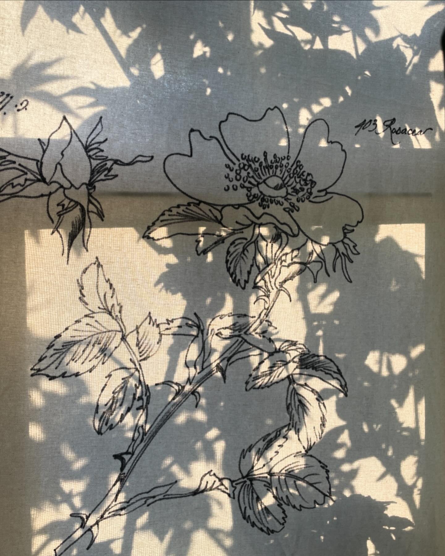 An ahhhhhh moment as the morning sun plays through the dining room window. 

#morningsun
#botanicalart
#diywindowshades
#naturesartistry 
 #shadowsandlight
