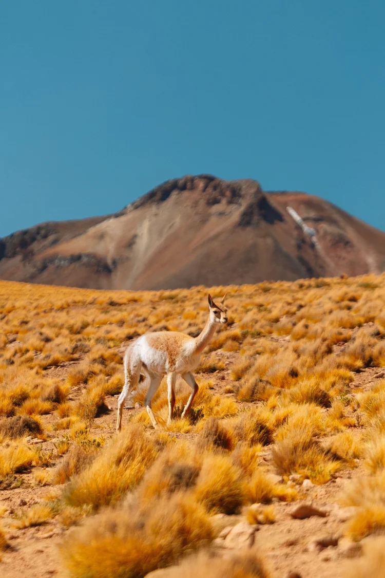A wild vicuna grazing on golden altiplano grass below a volcanic peak near the Atacama salt flats