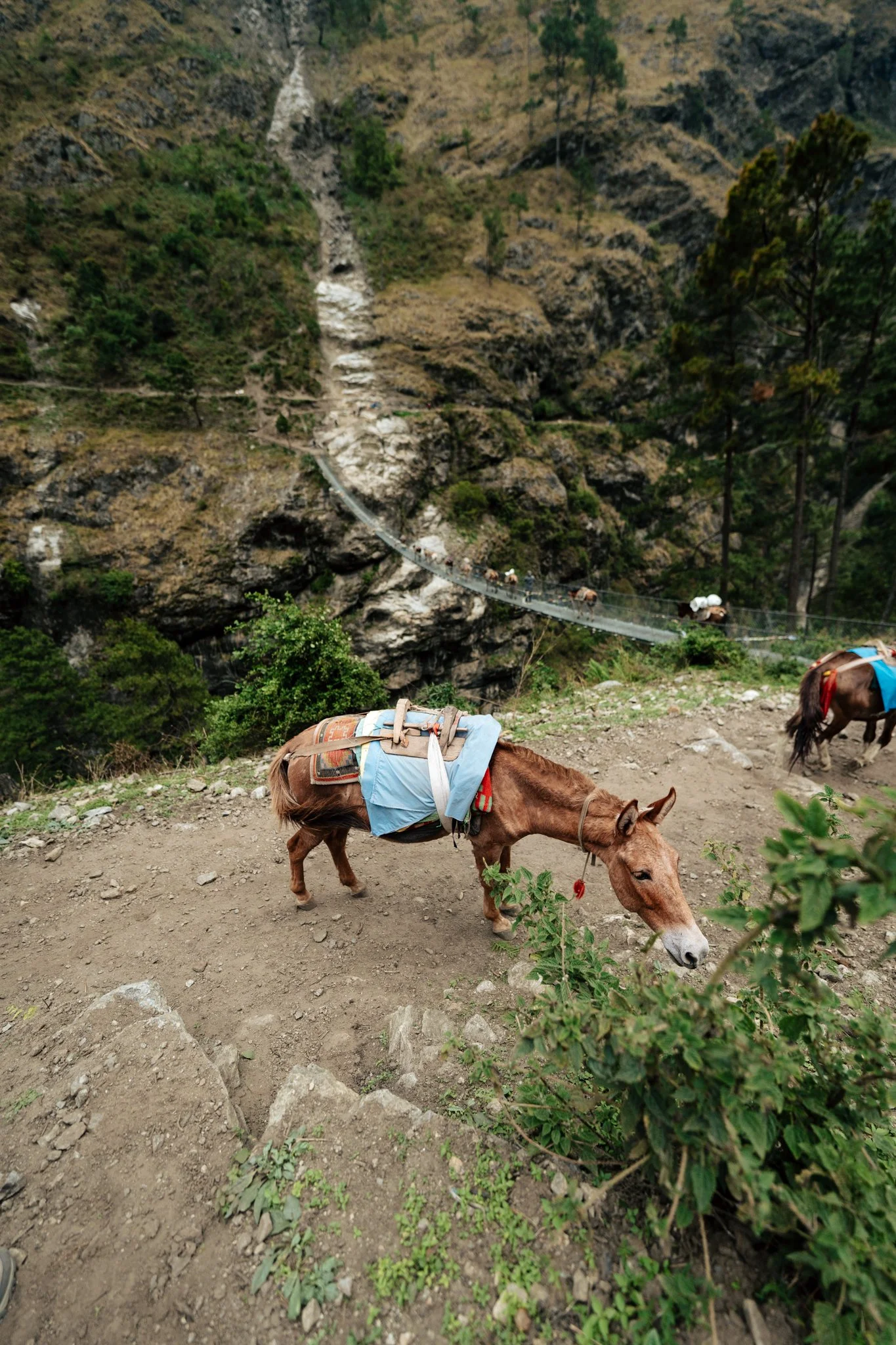 Das sprinted across this bridge with our heavy bag, seconds before the mule pack hit the middle.