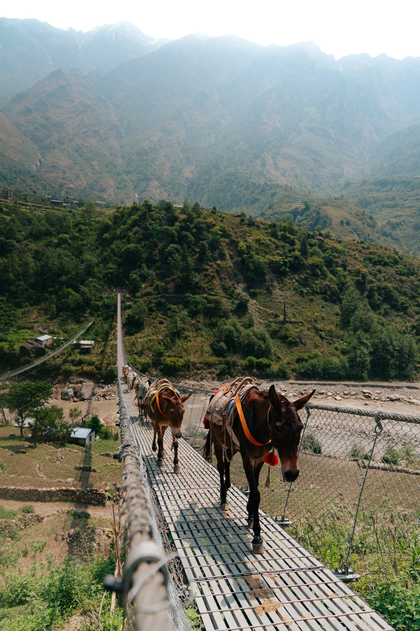 Mule caravans run the supply chain for every village north of Machha Khola.