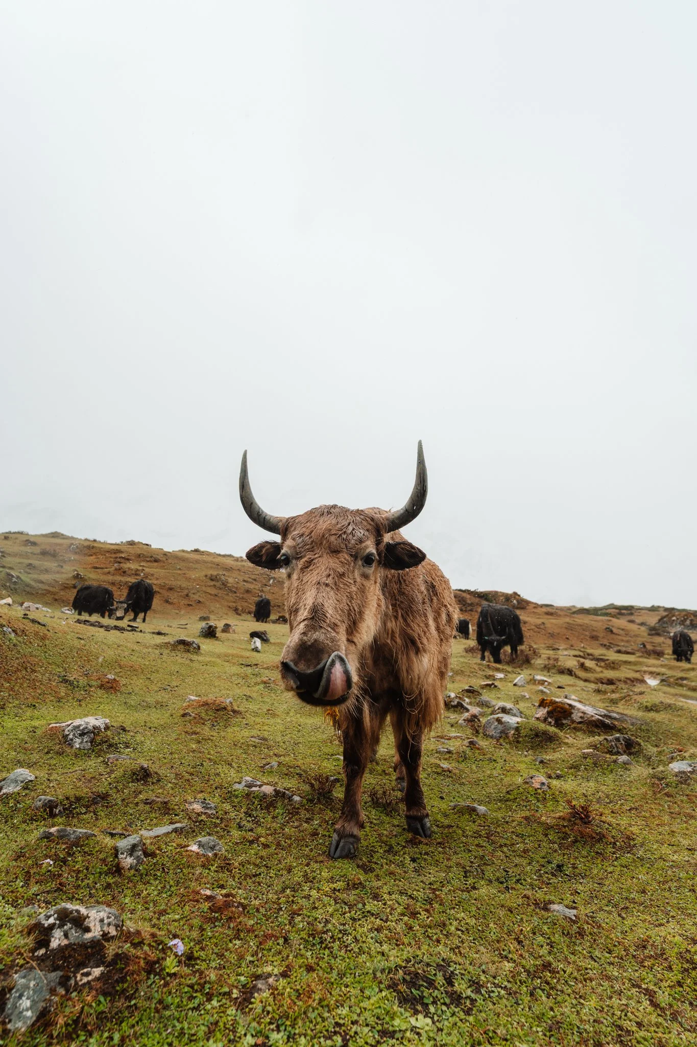 Yaks. Genuinely look like fictional creatures up close.