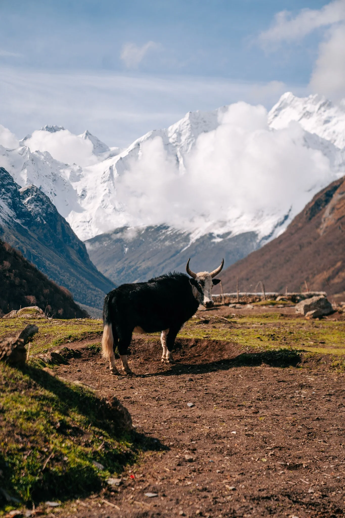 Yaks against the snow walls past Samagaon.