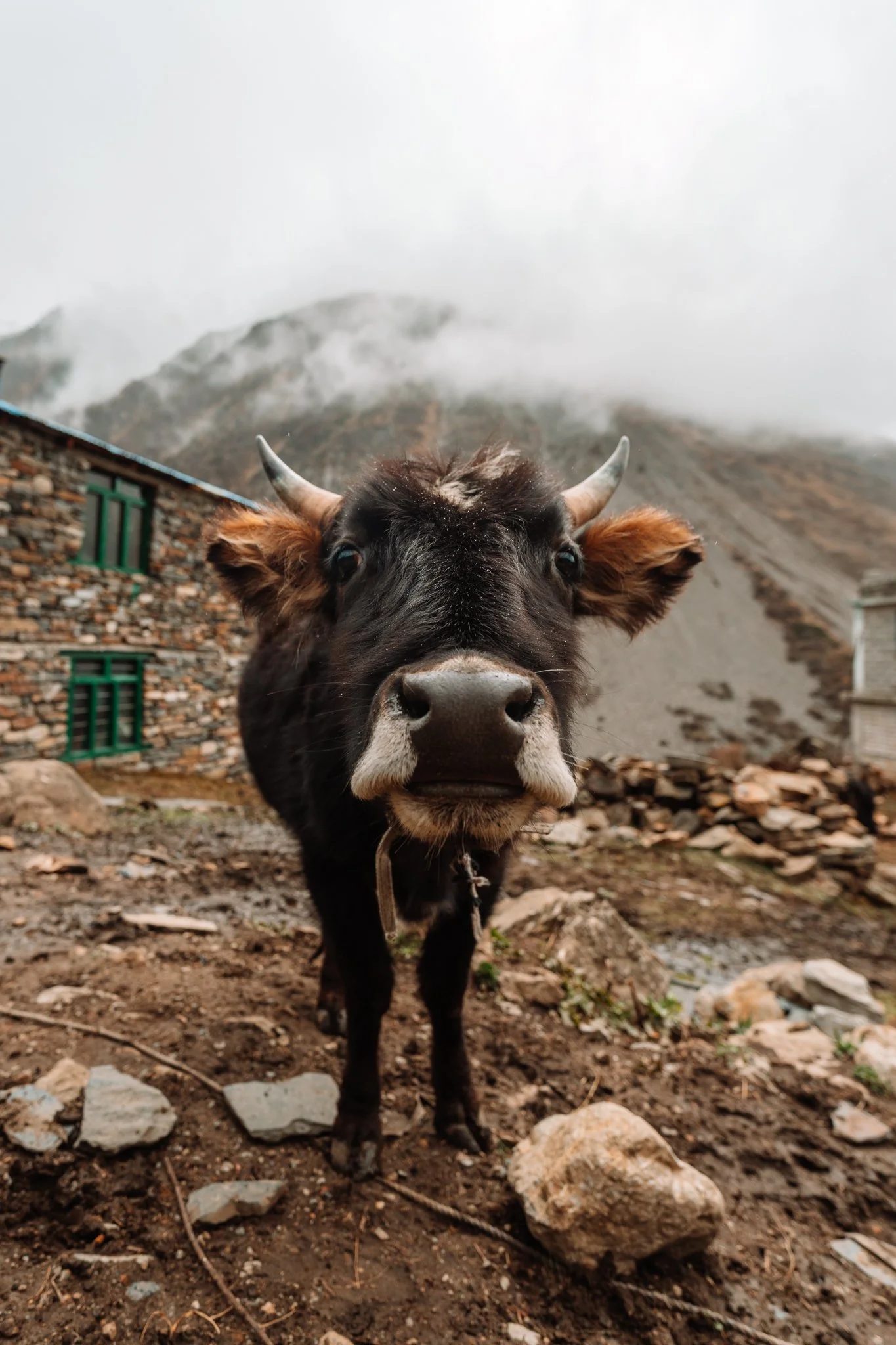 I watched a cow drama play out for three hours in this village.