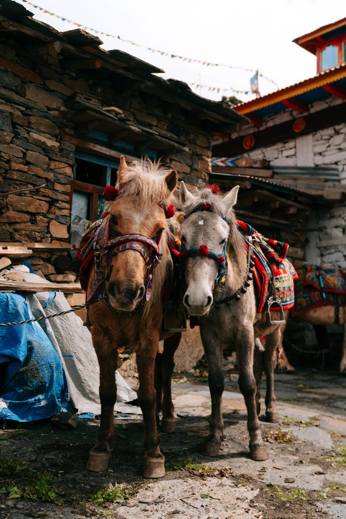 Horses dressed for the Saga Dawa race.