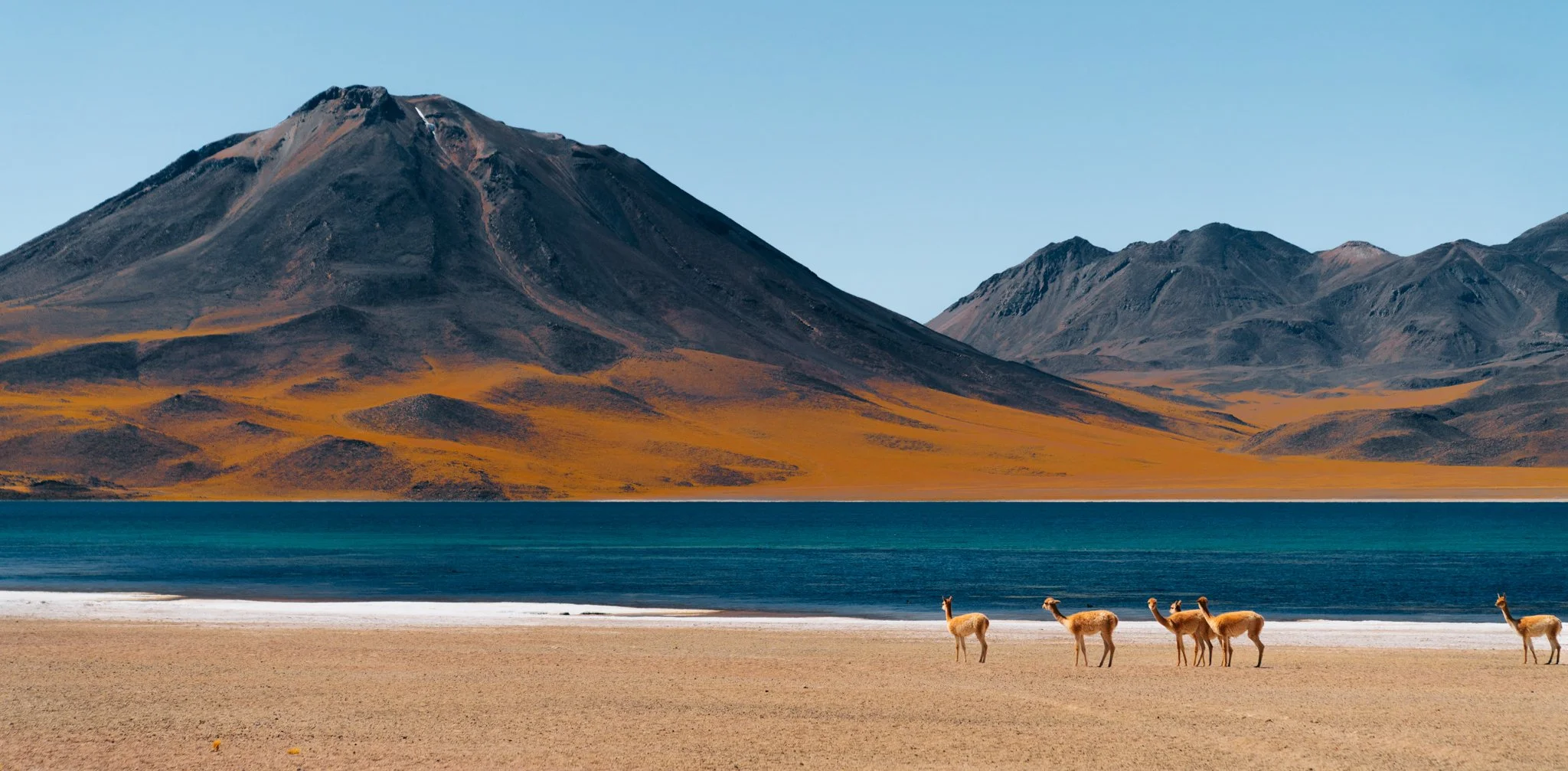 Sapphire-blue altiplanic lagoon with vicunas grazing below a volcanic peak in the Atacama Desert, northern Chile