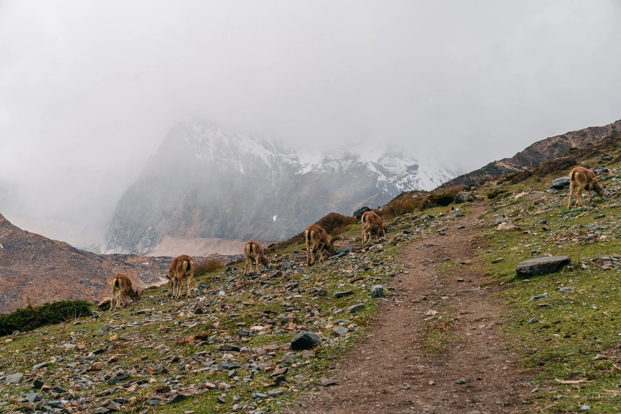 Herd of Himalayan blue sheep grazing on the steep alpine climb from Samdo to Dharamsala high camp on the Manaslu Circuit Trek
