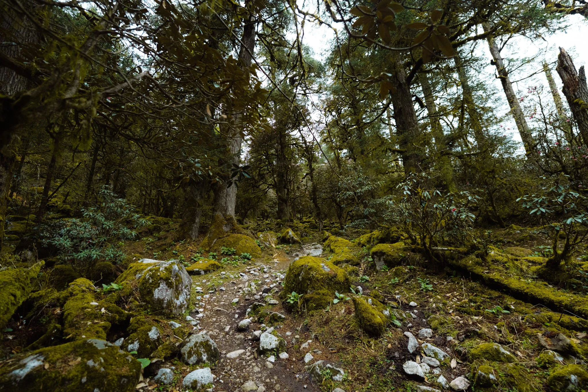 Ancient moss-covered rhododendron forest with massive trees and a rocky trail descending from Bimthang on the Manaslu Circuit Trek in Nepal