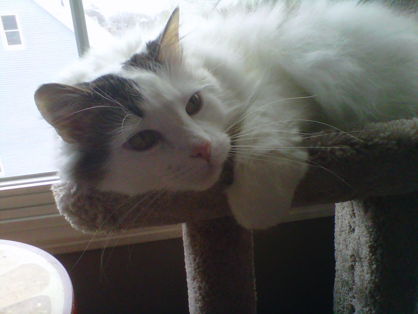 New on AAAS: Killer Kitties