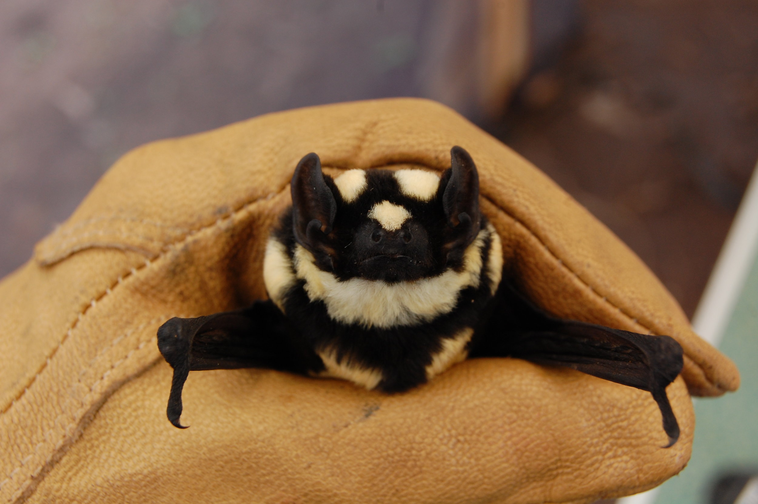 Beautiful New Bat Discovered in South Sudan