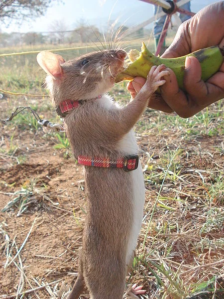 Giant Rats Sniff Out Landmines, Tuberculosis