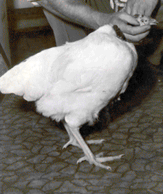 Post-Halloween Spookiness: Headless Animals — Mary Bates, PhD Post-Halloween Spookiness: Headless Animals — Mary Bates, PhD