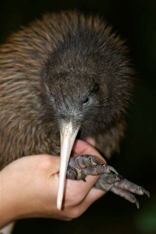 The Creature Feature: 10 Fun Facts About the Kiwi — Mary Bates, PhD