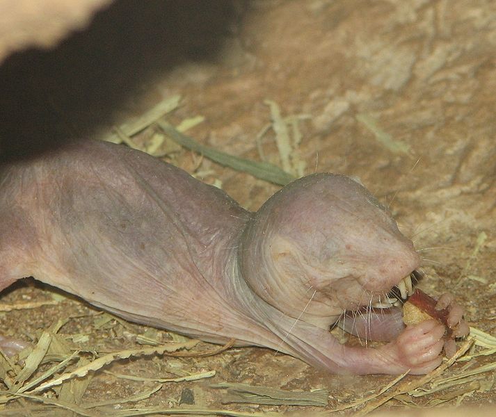 Naked Mole Rats Don't Feel Your Pain — Mary Bates, PhD